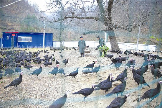 ι�B(y��ng)���u׌ؚ����Óؚ�¸�