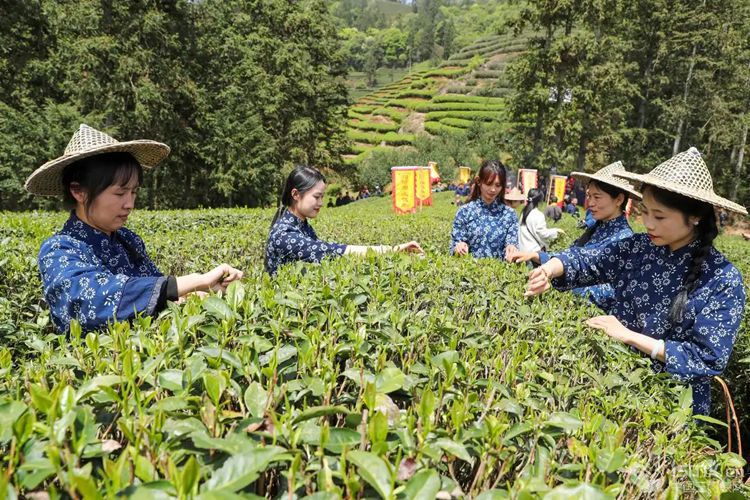 2025��4��13�գ���������ɽ���Ǵ��(zh��n)��ꖴ���r(n��ng)�����B(t��i)��@չʾ�ɲ������A��l(f��)������Ȫ �z��