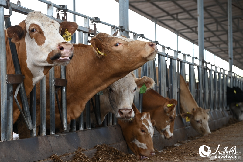 ÿ�^ţ����������(bi��o)���@�������ġ������C��������W(w��ng)ӛ�� �����d�z