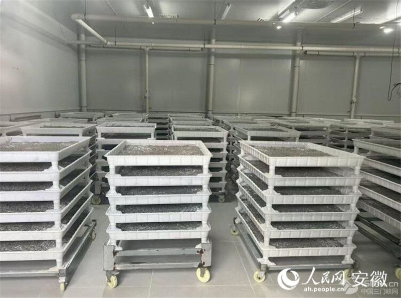 �����B(y��ng)ֳ���ϲ��M�Q����������W(w��ng)ӛ�� ���w�S�z