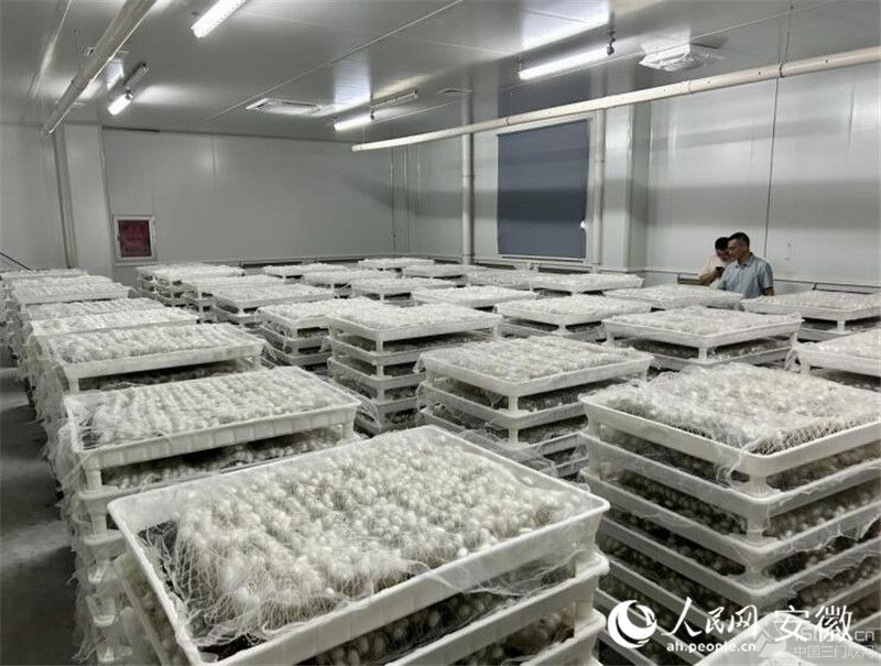 �Q�O������W(w��ng)ӛ�� ���w�S�z